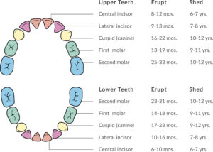 Primary teeth chart: A diagram of the growth of a child's teeth is shown here.