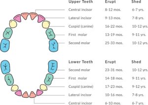 Primary teeth chart: A diagram of the growth of a child's teeth is shown here.