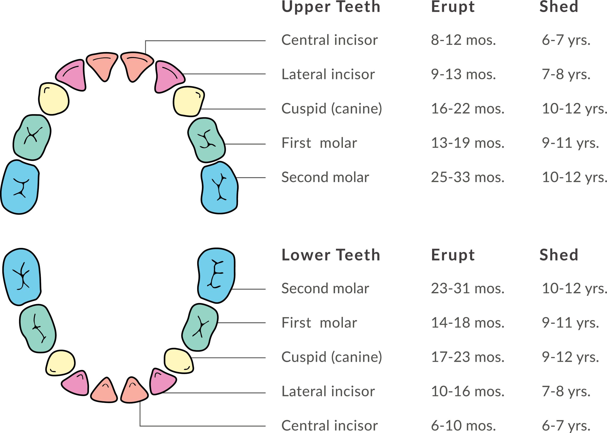 human baby teeth diagram