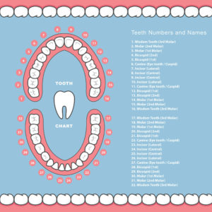 Tooth Number Chart for Adults