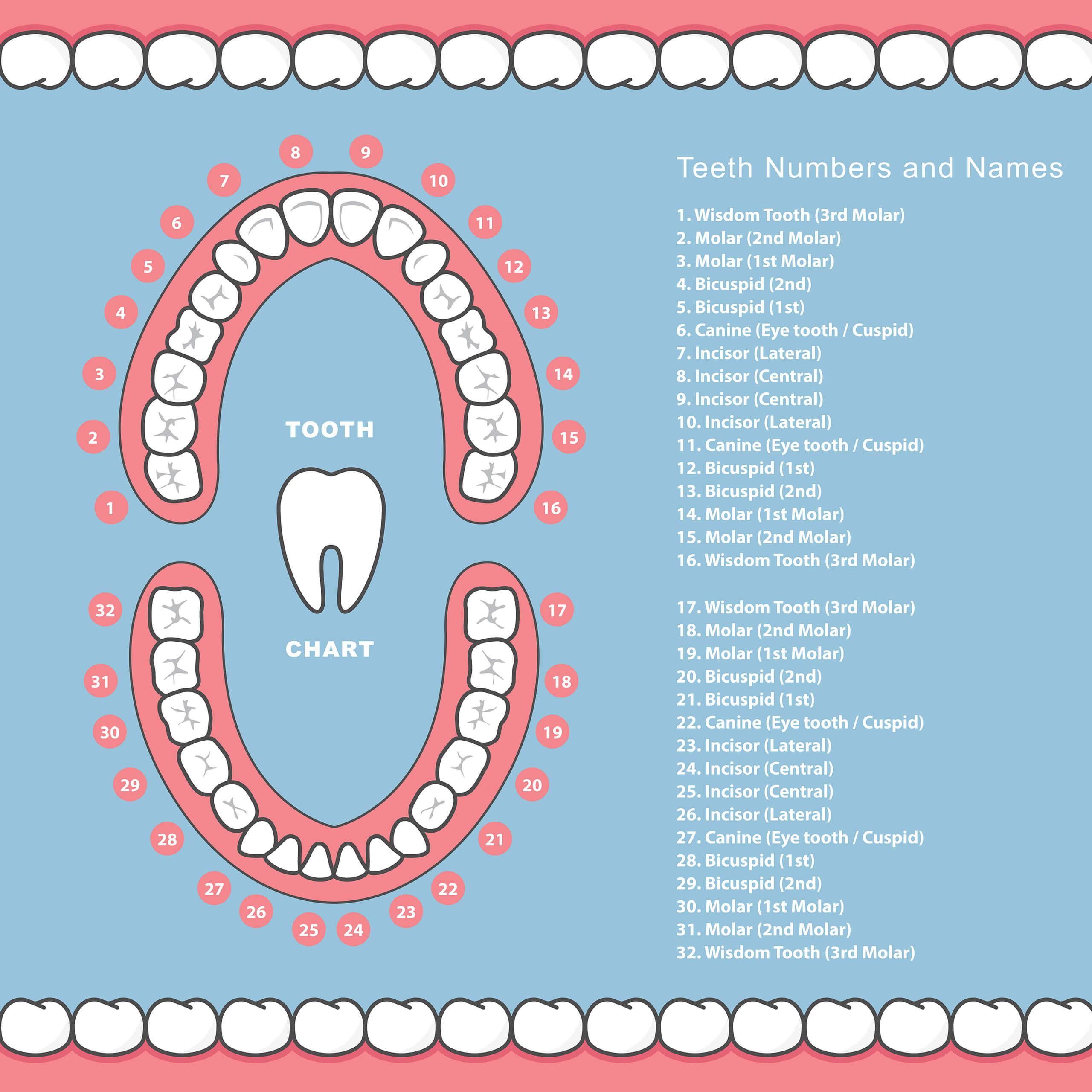 Tooth Number Chart for Adults