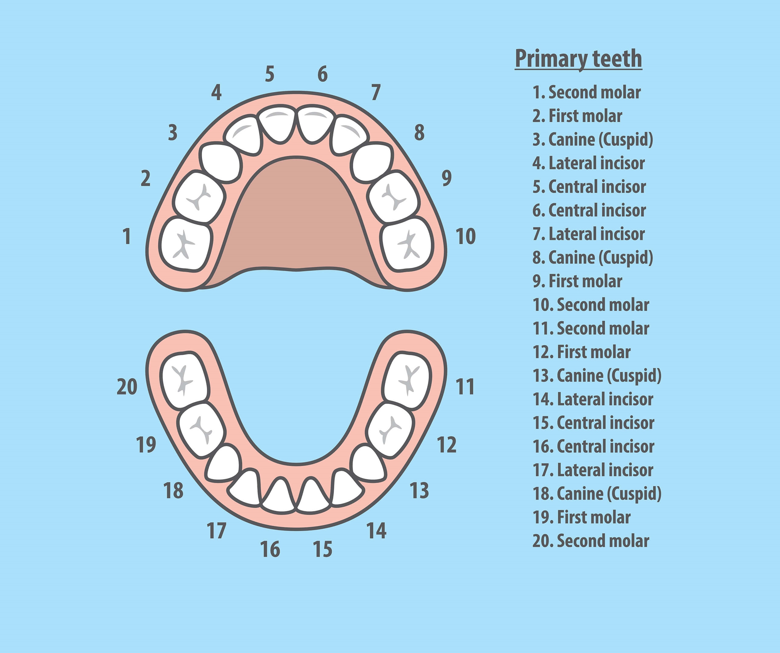 teeth numbers quadrants